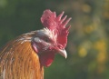 Rooster head.jpg