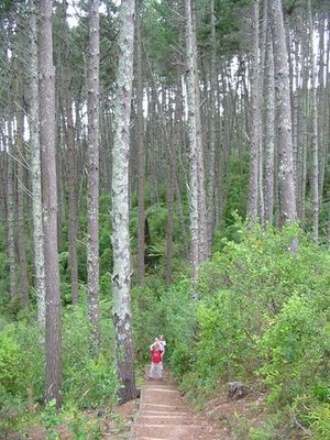 Mckenzie Reserve with pines.JPG